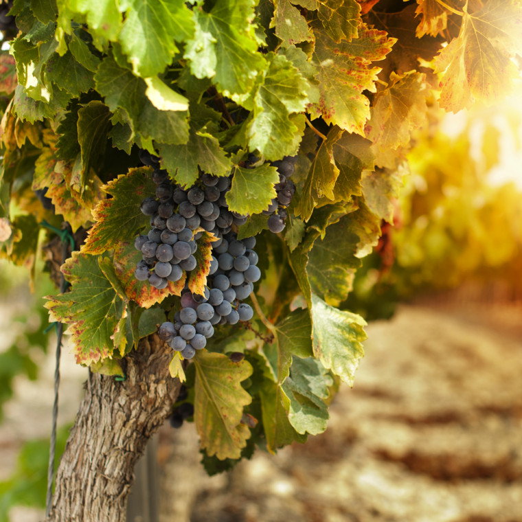 SALON DES VIGNERONS INDEPENDANTS
